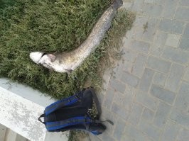 Август 2013 на том же месте на противоположной стороне канала. Рюкзак среднеразмерный для сравнения с размером сома.