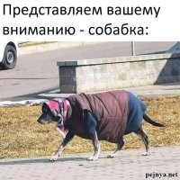 Робот-курьер пытается объехать бабушку