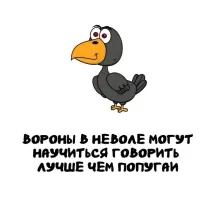 Попугаи говорят не осмысленно, они просто повторяют слова, которые запоминают. А вот вОроны действительно очень умные птицы, понимают значения слов и отвечают именно на вопросы, могут даже считать до трех - четырех.