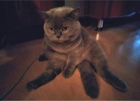вот и моя, сядет лицом к стене в полутемном коридоре и в потолок смотрит ..
жена говорит - параллельный мир видит ..