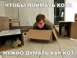 Рысь запрыгнула в коробку