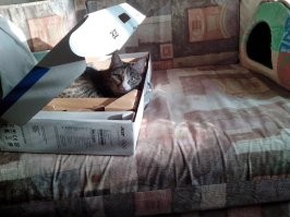 понятно, что есть фото и видео доказательства, но!
у меня особенные кошки? ладно, пакеты - сумки, но коробок в арсенале особо нет!
и то - разовое использование.
может потому, что они домашние?
и действительно, а нафига им эти коробки? если дома полно лежанок всех мастей.