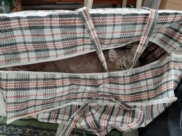 понятно, что есть фото и видео доказательства, но!
у меня особенные кошки? ладно, пакеты - сумки, но коробок в арсенале особо нет!
и то - разовое использование.
может потому, что они домашние?
и действительно, а нафига им эти коробки? если дома полно лежанок всех мастей.