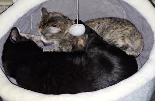 понятно, что есть фото и видео доказательства, но!
у меня особенные кошки? ладно, пакеты - сумки, но коробок в арсенале особо нет!
и то - разовое использование.
может потому, что они домашние?
и действительно, а нафига им эти коробки? если дома полно лежанок всех мастей.