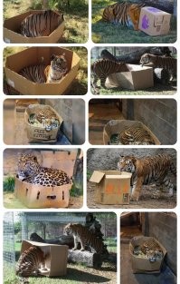 Рысь запрыгнула в коробку