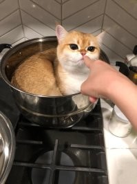 А потом суп с котом