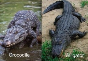 Жестокая драка между аллигатором и крокодилом попала на видео