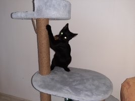 результат и виновник: