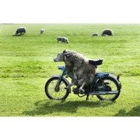 Там своих идиотов хватает