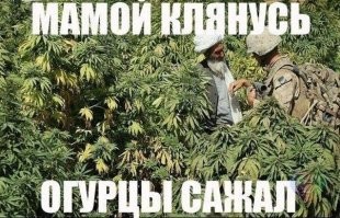 Подмосковные «агрономы» вырастили на участке 565 кустов марихуаны и поплатились