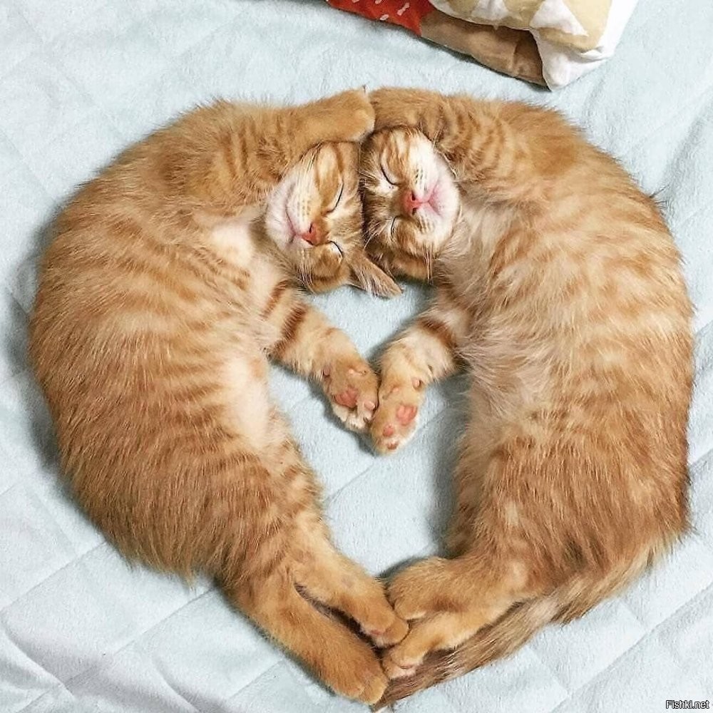 Солянка от 28.03.2025