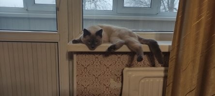 "У меня есть мысль и я её думаю!"