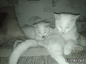 Нет,  увы.. У дочери аллергия на кошек.
Вот мои были, давно правда. Отдать пришлось