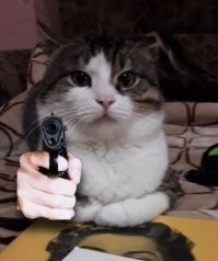 Ты чо мыш