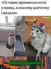 20+ котиков, которые попали в кадр и порадовали хозяев