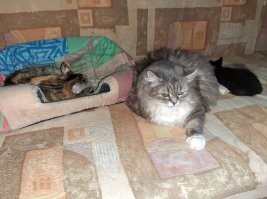 очень большая  кошка крайне возмущена поведением мелочи. спать на её хвосте!