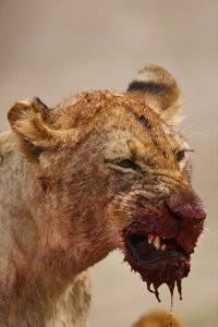 Что, <span style='color:gray'>[мат]</span>, маленьких обижаешь? Я бы посадил его в клетку с каким-нибудь котейкой размером побольше.