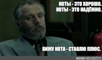 20+ котиков, которые попали в кадр и порадовали хозяев