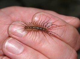 У нас такая живет, ест всех ее даже пауки боятся