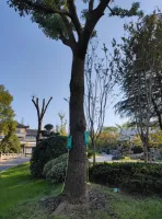 Ага, подкармливают. Капельницами с арборицидом...