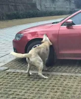 Подпись - влажные фантазии автора. "Водитель обидел пса, когда он был еще маленьким, пес вырос и решил отомстить"

На самом деле с вероятностью 90% под машину спряталась кошка.