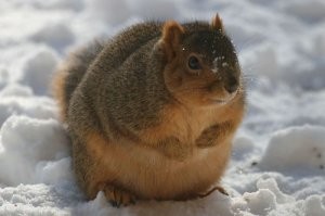 У них не редкость это
