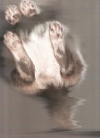 Походу это кошка.