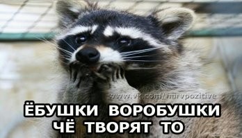 Я смотрю за 1 голубя 3 енотов дают, не высоко зверюшку ценят..