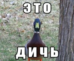 "Птичку жалко"