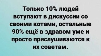 Примеры того, как хозяева развлекали своих котов