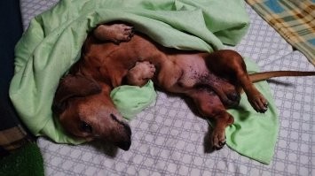 А это мой таксист, уговариваю утром идти гулять :)