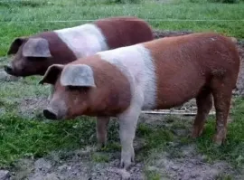 Датская протестная свинья. Да, это официальное название. Сейчас и канадцы могут присоединиться))