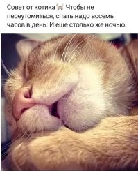 Как долго спят различные животные
