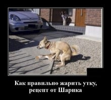 Пёс пожалел, что вмешался в чужой конфликт