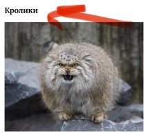 Кролик я так понимаю уже внутри?!