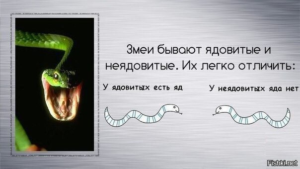 Узорчатый полоз: российский «гремучник»