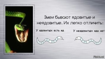 Узорчатый полоз: российский «гремучник»