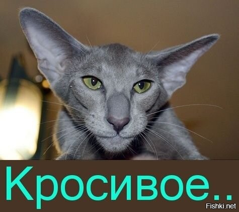 Оказывается, мы все способны говорить на китайском языке