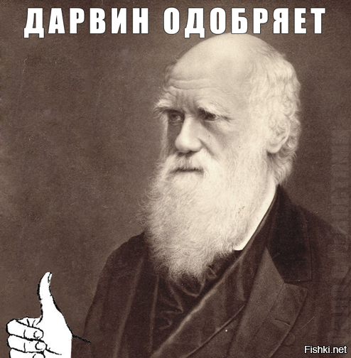 В Египте тигр отгрыз руку работнику цирка во время представления