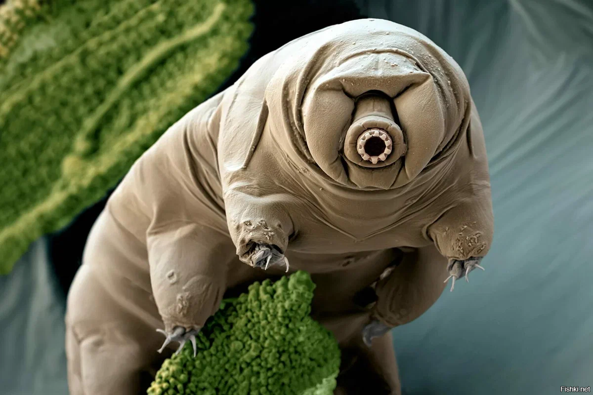 Тихохо дка (лат. Tardigrada)   тип микроскопических беспозвоночных, близкий к членистоногим.
Питаются жидкостями водорослей и других растений, на которых обитают. Некоторые виды поедают мелких животных   коловраток, нематод, других тихоходок. В свою очередь служат добычей для клещей и ногохвосток.