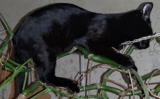 у меня коте, хорошо, что я дома был, полез изучать монстеру и навернулся, повиснув на оттяжках  для этой лианы, вниз головой, зацепившись задней лапой. котэ был снят.
максимальное количество количество оттяжек было тут же убрано, что не помешало котэ и дальше изучать мир.
разумеется, что фото с повисшим котом нет, но есть, как он по этой лиане ходит.