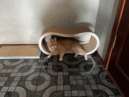 Новая чесалка - дом!