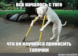 Самостоятельный пёс показал, как он моется после прогулки