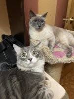 Хороший котик у Вас. По фото не скажешь, что 7 кг весит, ракурс может такой. Это мои. Младший, который ближе, исчадье ада.