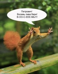 Девушка сняла на видео, как её навещает белочка