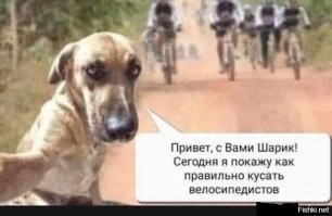 В Госдуме задумались над жестким наказанием хозяев агрессивных собак