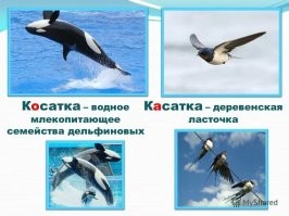 Косатка. Касатка -- это ласточка.