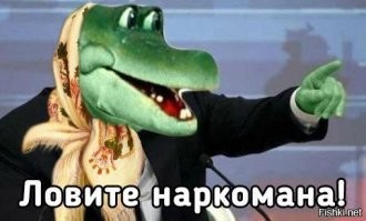 Домашний кот вломился в теплицу, чтобы полакомиться «кошачьей мятой»