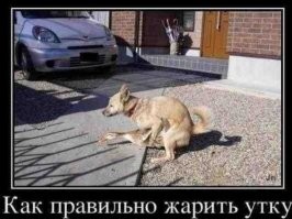 Если утка не захочет...