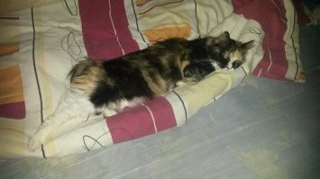 18 лет котеньке моей было......, пришла ко мне на колени мявкнула и-иии ушла.....;((((